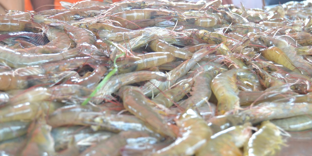 Optimalkan budidaya udang air tawar dengan mineral